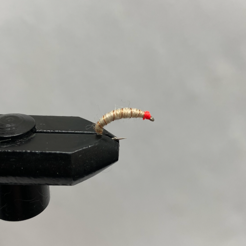 Nymph Killer Bug