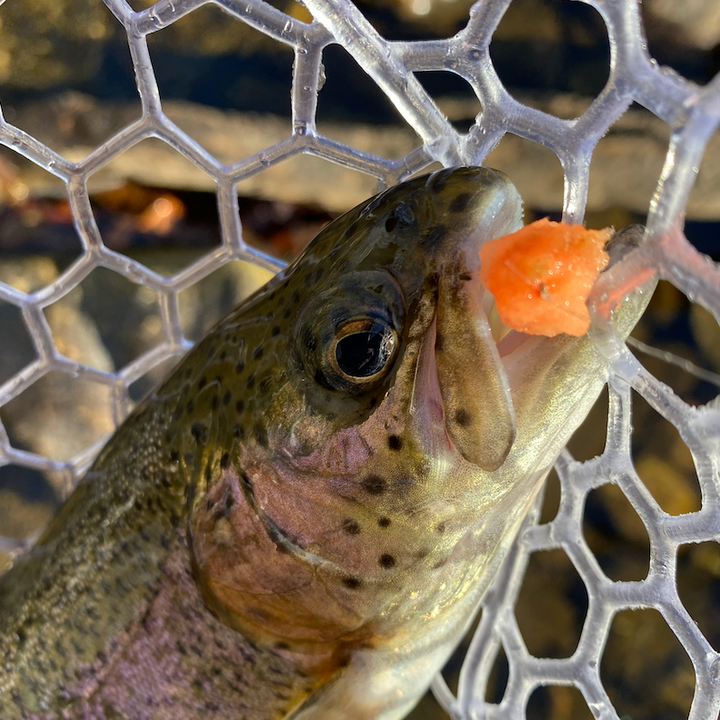 Grab N Go Egg Fly Assortment (Made with Eggstasy)