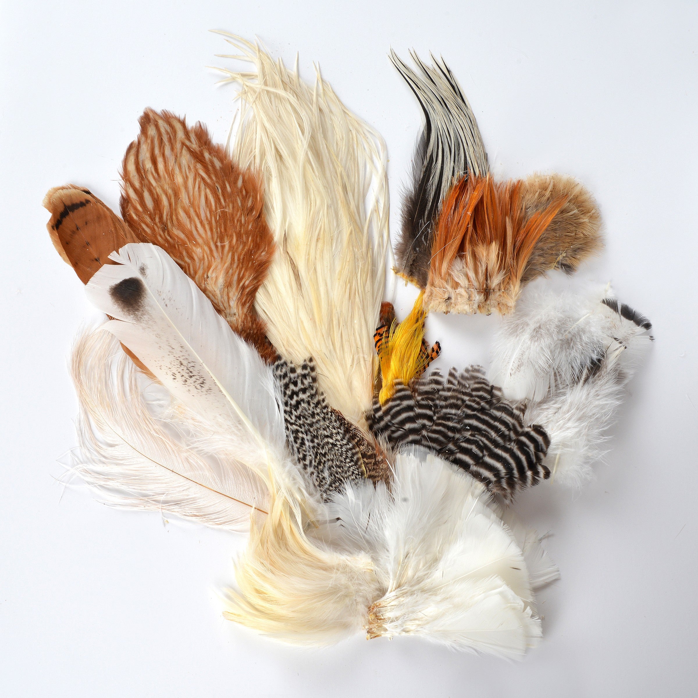 Cruelty Free Feathers 25 Perfect Buff / Gold Feathers From a Buff