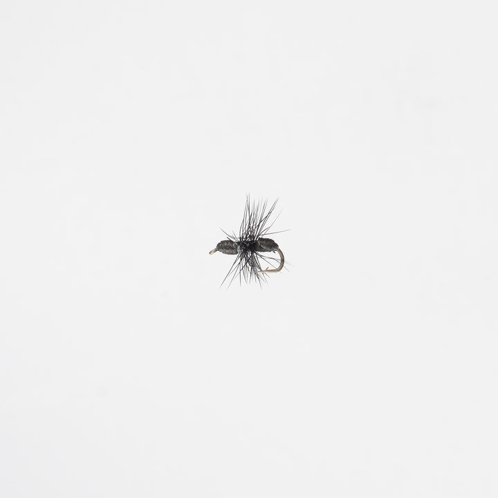 Dry Terrestrial Ant Black