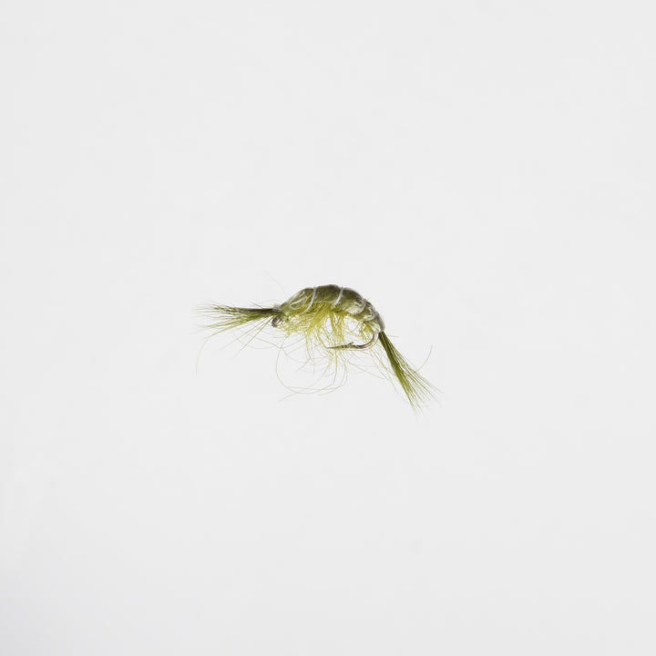 Nymph Scud Olive