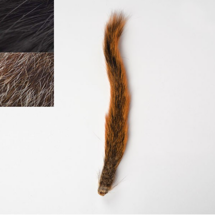 Squirrel Tail