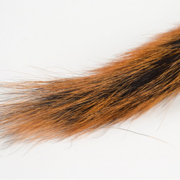 Squirrel Tail