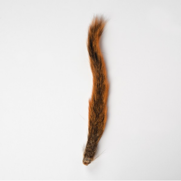 Squirrel Tail