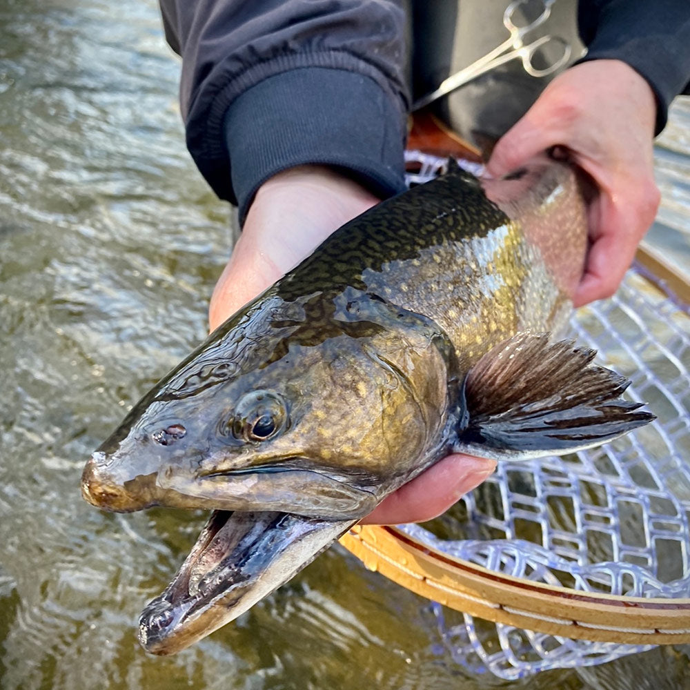 brown trout fishing net Premium Laminate Wood Landing Net