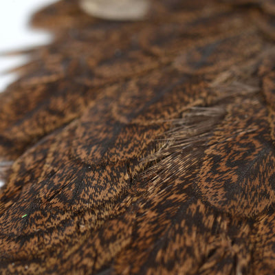 Indian Hen Back