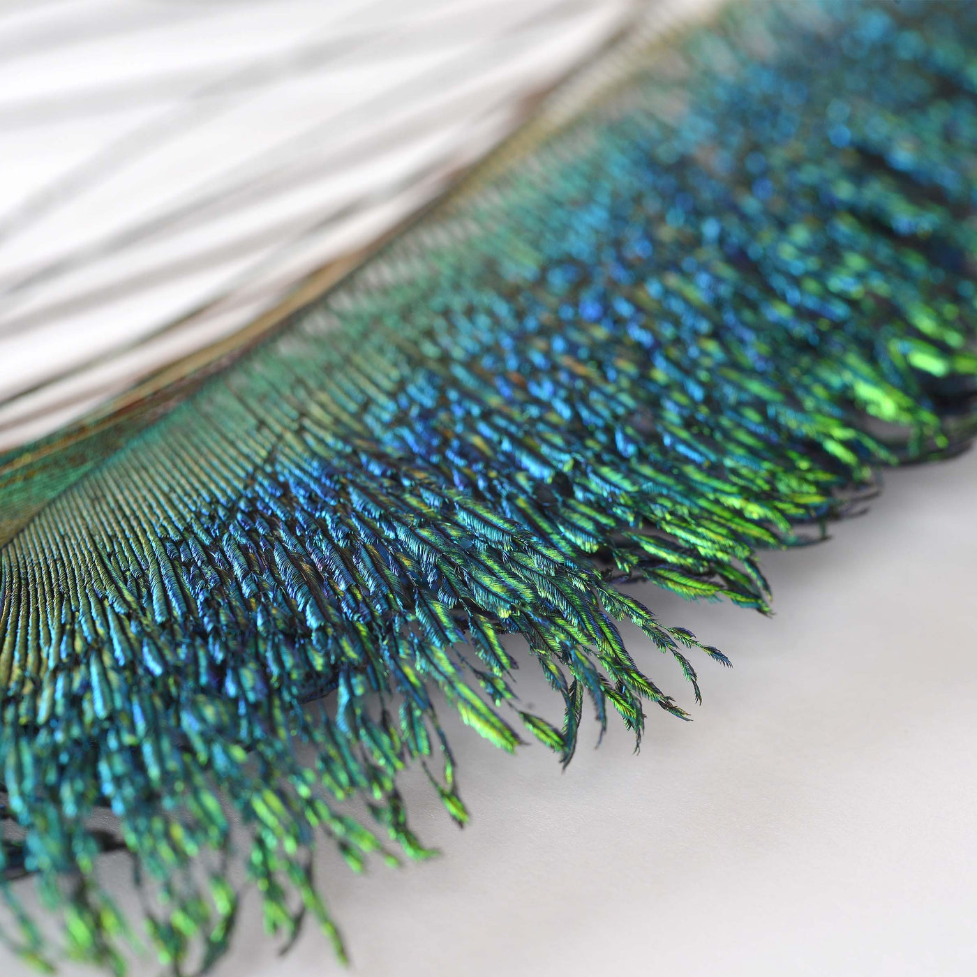 Peacock Sword