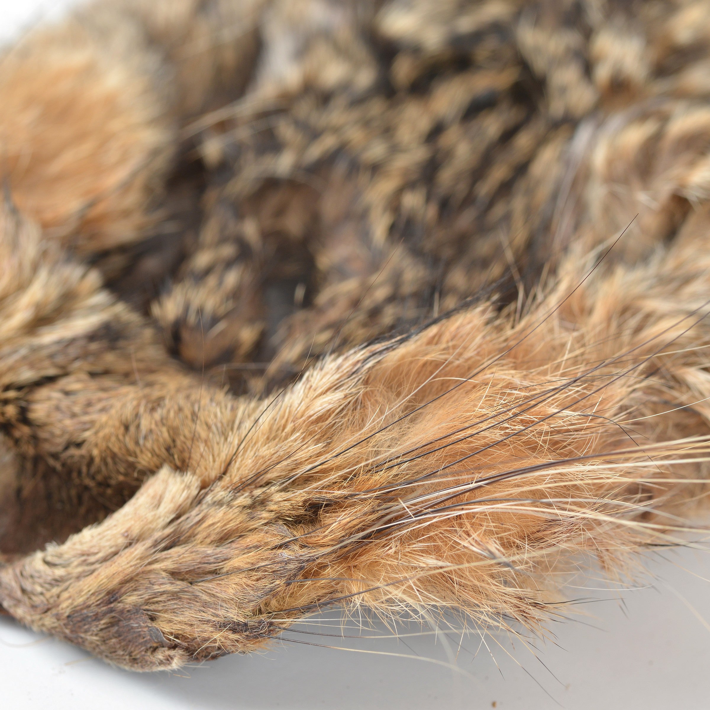 March Hare ヘッドのみノーマルスキン DOLK March Hare ヘッドのみノーマルスキン DOLK March Hare ヘッドのみ