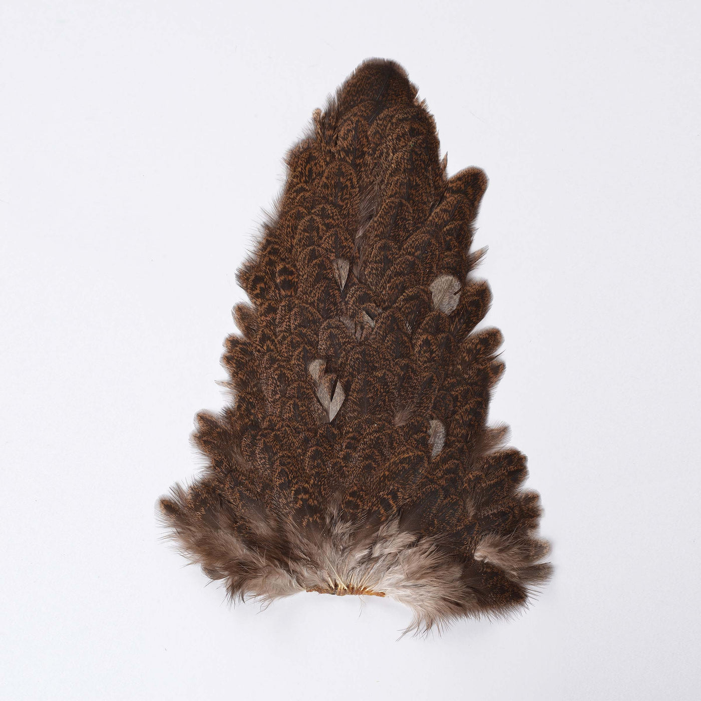 Indian Hen Back