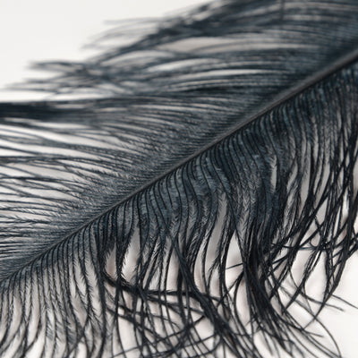 Ostrich