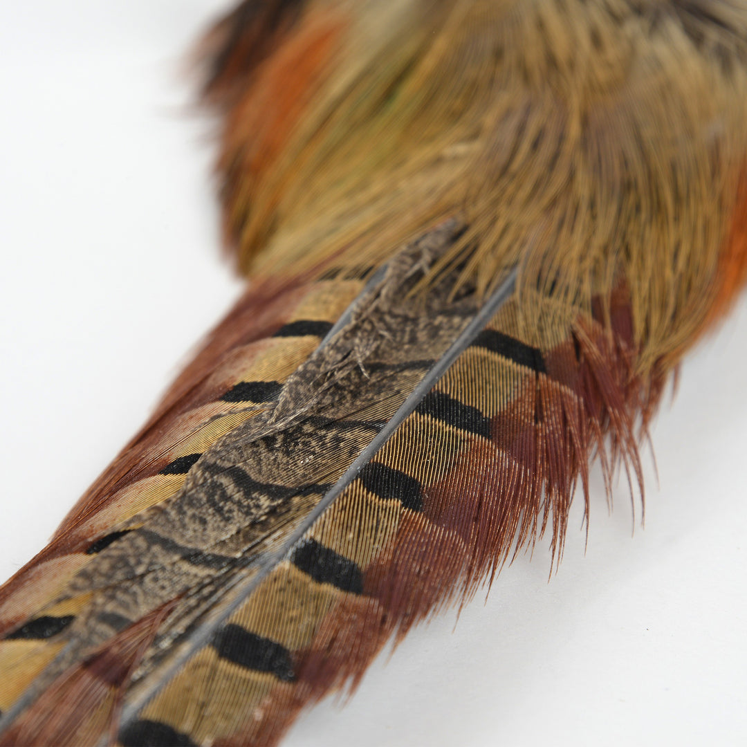 Ringneck Pheasant Center Tail Natural