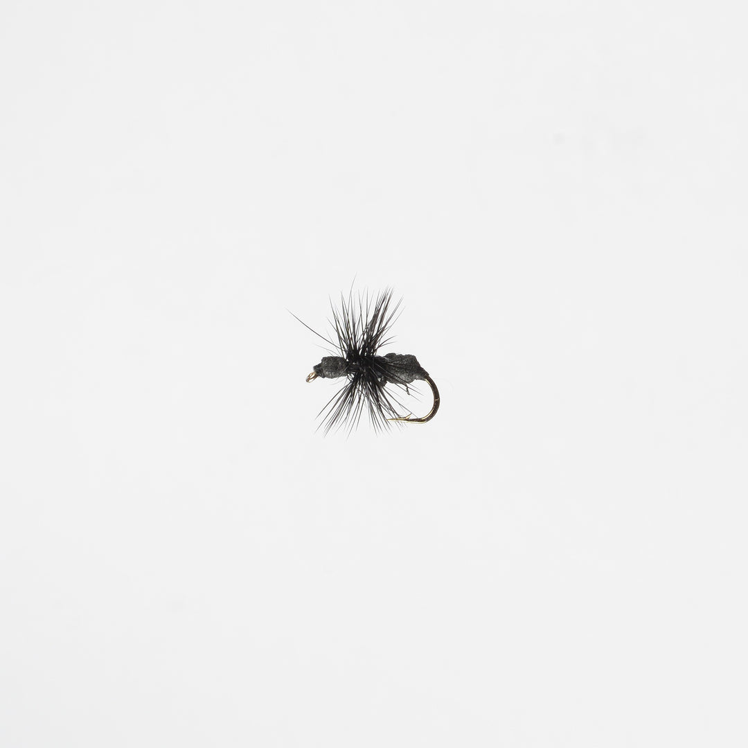 Dry Terrestrial Ant Black