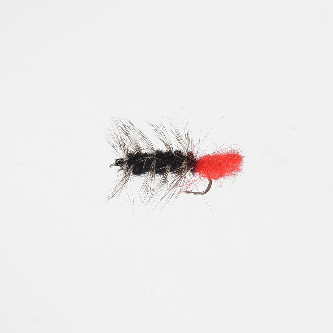 Nymph Wooly Worm Black