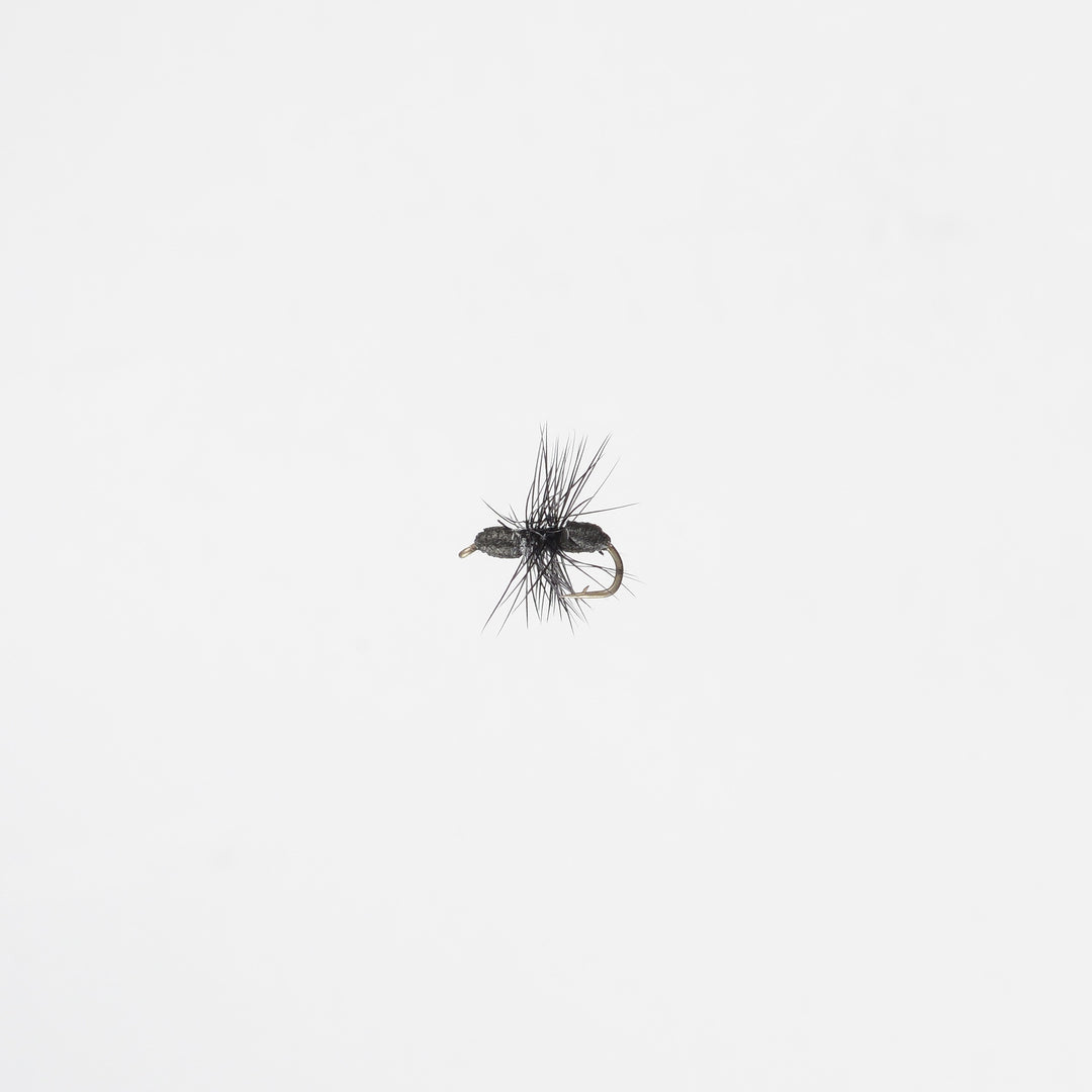 Dry Terrestrial Ant Black