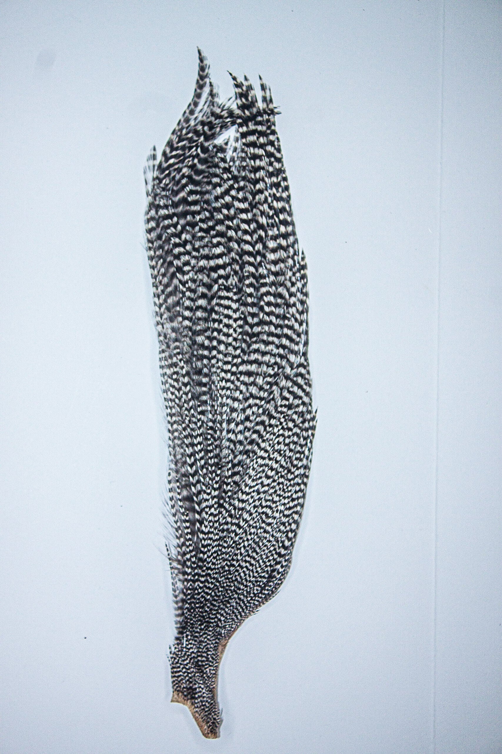 ルアー・フライ HOFFMAN #1 GRIZZLY Roostar Cape ルアー・フライ HOFFMAN #1 GRIZZLY Roostar Cape ルアー・フライ